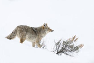 Coyote (Canis latrans) in winter, standing in beautiful snow-covered natural environment in high