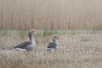 Greylag geese (Anser anser), wild geese in the reeds, probably a pair, standing in shallow water,