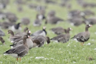 White-fronted geese (Anser albifrons) and Barnacle geese (Branta leucopsis), White-fronted geese,