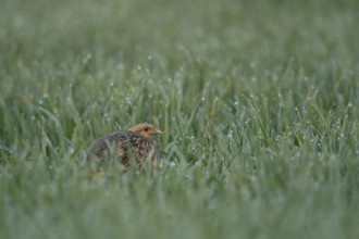 Pressed deep into the grass... Grey partridge (Perdix perdix) hiding in a dewy field in the early