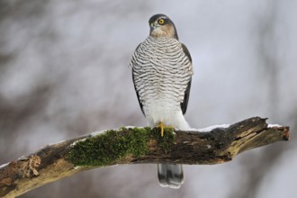On the hunt for songbirds... Sparrowhawk (Accipiter nisus), native, fast, very agile bird of prey