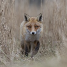 Red fox (Vulpes vulpes), fox running along a fox path through reeds, frontal, detailed close-up,
