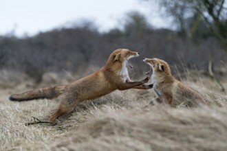 Red fox (Vulpes vulpes), two foxes fighting, attack each other, are aggressive, threaten with open
