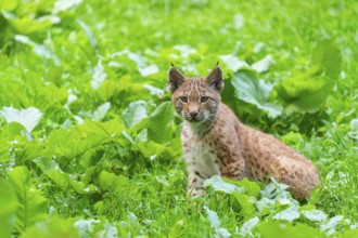 Eurasian lynx (Lynx lynx) youngster on a meadow, Bavaria, Germany, Europe