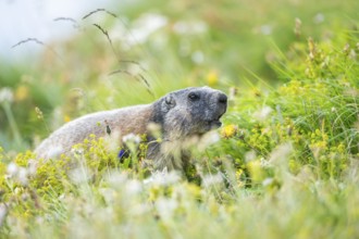 Alpine marmot (Marmota marmota) in autumn, Grossglockner, High Tauern National Park, Austria,