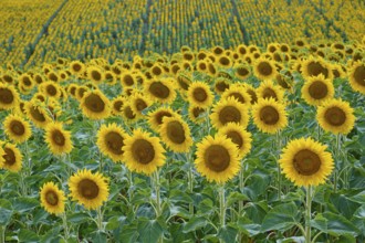 A wide field of sunflowers stretches to the horizon, summer, Thüngen, Main Spessart district,