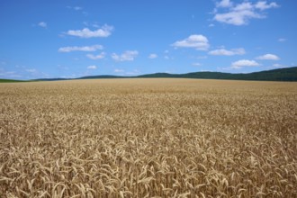Endless, golden wheat field under a bright blue sky with scattered clouds, summer, Miltenberg,
