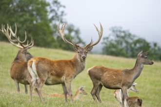 Red deer (Cervus elaphus) stag and hinds on a meadow in tirol, Kitzbühel, Wildpark Aurach, Austria,