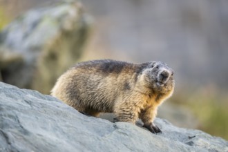 Alpine marmot (Marmota marmota) in autumn, Grossglockner, High Tauern National Park, Austria,
