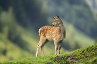 Red deer (Cervus elaphus) fawn on a meadow in tirol, Austria, Europe
