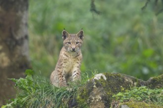 Eurasian lynx (Lynx lynx) youngster on a rock, Bavaria, Germany, Europe