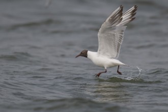 Black-headed gull (Chroicocephalus ridibundus) in summer plumage, flying above the sea surface,