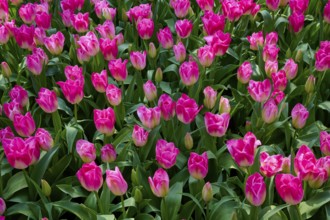Pink tulips and buds in a dense, vibrant flowerbed, Keukenhof, Lisse, province of South Holland,