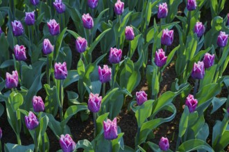 Purple tulips, geometrically arranged, glistening in the early morning light, Keukenhof, Lisse,