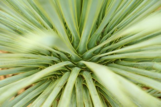 Green leaves of a plant in a detailed structure showing its beauty, Keukenhof, Lisse, province of