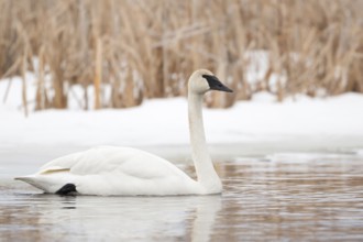 Swimming... Trumpeter Swan (Cygnus buccinator), largest swan on earth, one of the largest flying