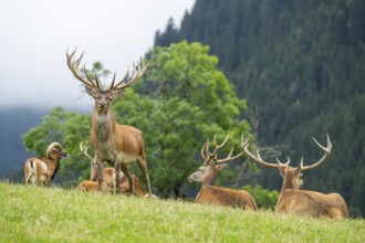 Red deer (Cervus elaphus) stag on a meadow in tirol, Kitzbühel, Wildpark Aurach, Austria, Europe
