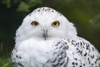 Snowy owl (Bubo scandiacus) sitting on the ground, Bavaria, Germany, Europe