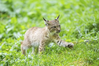 Eurasian lynx (Lynx lynx) youngster on a meadow, Bavaria, Germany, Europe