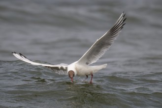 Black-headed gull (Chroicocephalus ridibundus) in summer plumage, flying above the water surface,