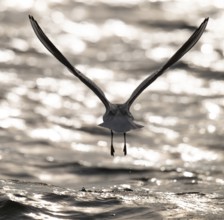 Black-headed gull (Chroicocephalus ridibundus) in summer plumage, flying above the sea surface,