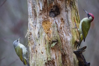 Grey-headed Woodpecker (Picus canus) wbl and Green Woodpecker (Picus viridis) ml Germany