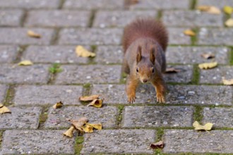 Eurasian squirrel (Sciurus vulgaris), jumping on a paved path covered with leaves, looking