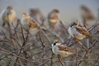 Sparrow gathering... House sparrows (Passer domesticus), sparrows sitting in a flock in a clipped