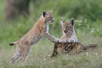 Playful... Eurasian lynx (Lynx lynx), two young lynxes, cats, kittens playing with each other on a
