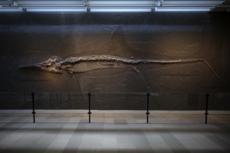 Interior photograph, young ichthyosaur Temnodontosaurus trigonodon, exhibition, excavation on