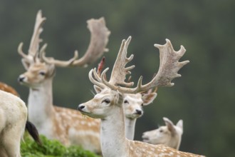 European fallow deer (Dama dama) stags on a meadow, tirol, Kitzbühel, Wildpark Aurach, Austria,
