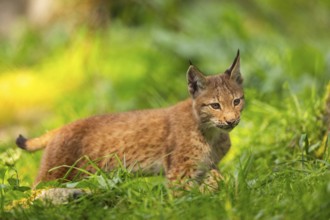 Eurasian lynx (Lynx lynx) youngster on a meadow, Bavaria, Germany, Europe