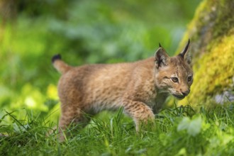 Eurasian lynx (Lynx lynx) youngster on a meadow, Bavaria, Germany, Europe