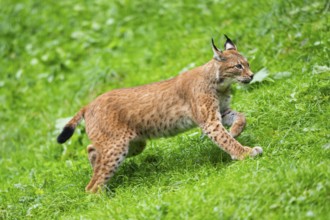 Eurasian lynx (Lynx lynx) on a meadow, Austria, Europe