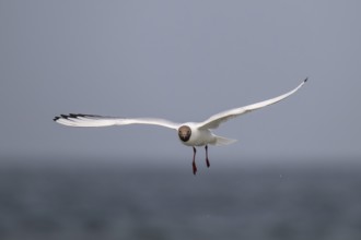 Black-headed gull (Chroicocephalus ridibundus) in summer plumage, flying above the sea surface,