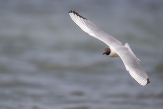 Black-headed gull (Chroicocephalus ridibundus) in summer plumage, in flight above the sea surface