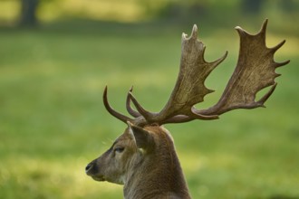 Fallow deer (Dama dama), with large antlers, in a green natural setting, Germany, Europe
