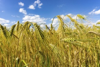 Grain field, in front of harvest, barley, near Bottrop-Kirchhellen, North Rhine-Westphalia,