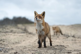 Curiosity and restraint... Red fox (Vulpes vulpes), two red foxes on a sandy path, taken from the