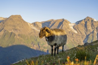 Domestic sheep (Ovis orientalis aries) at sunrise in the Mountains at Hochalpenstraße, Pinzgau,