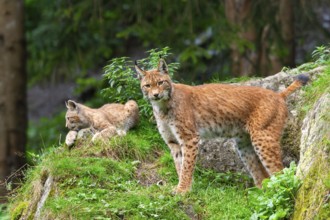 Eurasian lynx (Lynx lynx) mother with her youngster, Austria, Europe