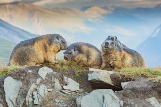Alpine marmot (Marmota marmota) in autumn, Grossglockner, High Tauern National Park, Austria,