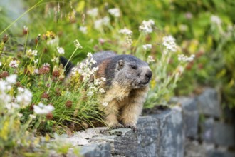Alpine marmot (Marmota marmota) in autumn, Grossglockner, High Tauern National Park, Austria,