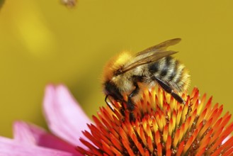 Field bumblebee (Bombus pascuorum), collecting nectar on a purple coneflower (Echinacea purpurea),