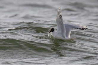 Black-headed gull (Chroicocephalus ridibundus) in summer plumage, swimming on the sea surface,