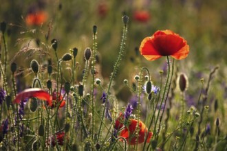 Picturesque beautiful poppies, June, Germany, Europe