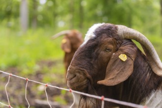 Close-up of a brown goat's head with ear tag and horns against a background of greenery, Gechingen