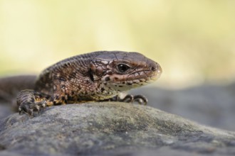 Portrait... Forest lizard (Zootoca vivipara), detailed close-up, North Rhine-Westphalia, Germany,