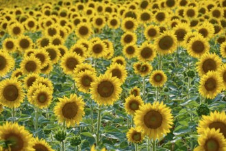 Sunflower field in close-up with intense yellow and green colours, summer, Thüngen, Main Spessart