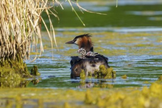 A bird swims in the water near reeds, the surroundings seem peaceful and natural, Great Crested